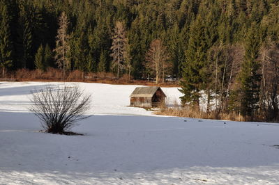 Frozen trees on landscape during winter