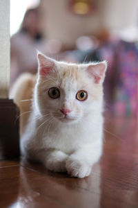 Close-up portrait of cat