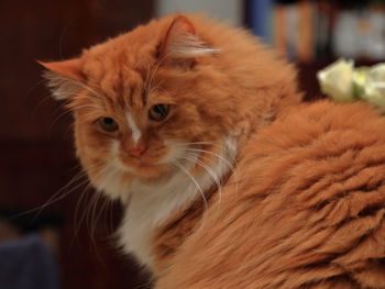 Close-up portrait of a cat