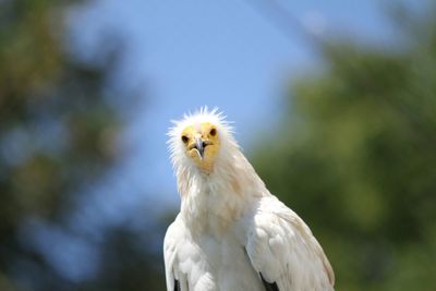 Close-up of eagle against blurred background