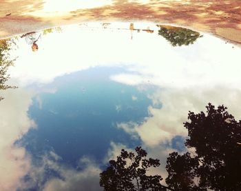 Reflection of trees in water