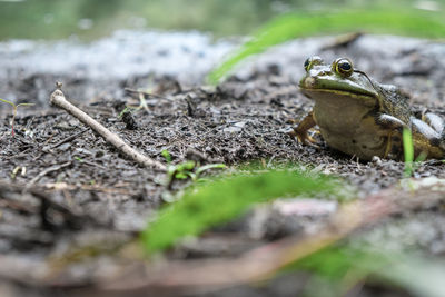 Close-up of lizard on grass