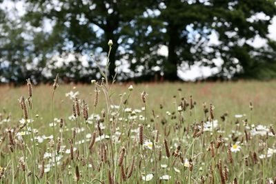 Close-up of flowers growing on field