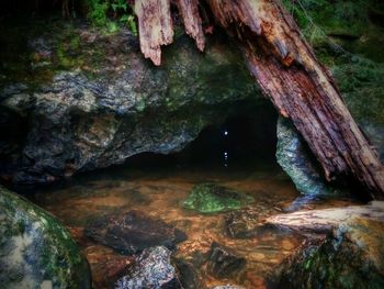 Scenic view of rocks in forest