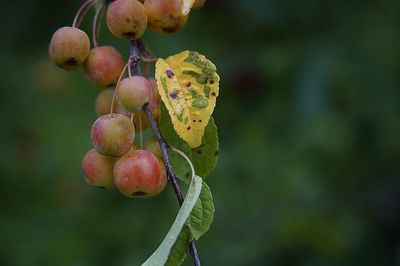 Close-up of berries growing on tree