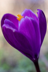 Close-up of purple crocus flower