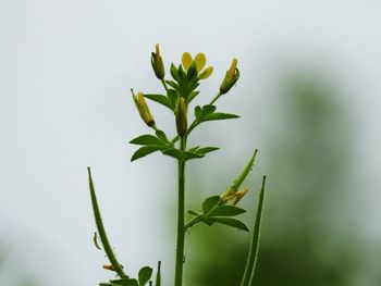 Close-up of raindrops on plant