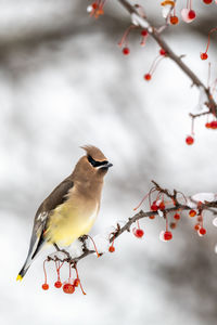 Close-up of a bird perching on branch