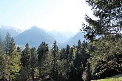 Panoramic view of pine trees in mountains against sky