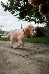 Two dogs walking on footpath