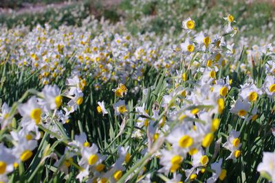 Close-up of yellow flowering plants on field