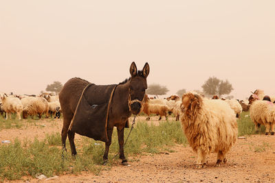 Donkey and sheeps in a field