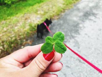 Close-up of hand holding small leaf