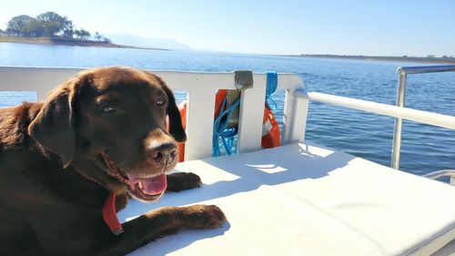 Dog looking at sea shore