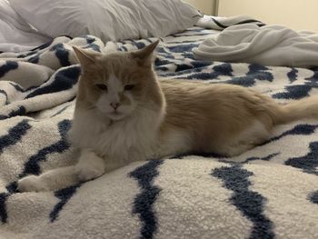 Cat lying on bed