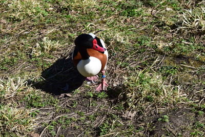 High angle view of duck on field