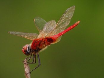 Close-up of dragonfly 