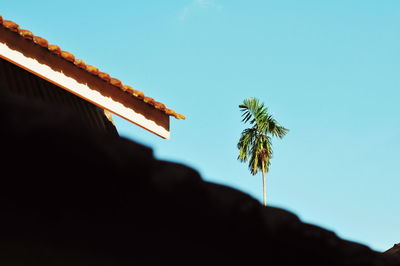 Low angle view of coconut palm tree against blue sky