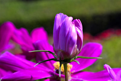 Close-up of pink flowering plant