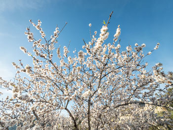 Low angle view of tree against blue sky