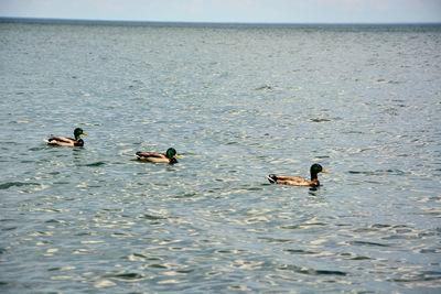 Ducks swimming in lake