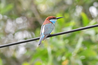 Close-up of gray heron perching on tree