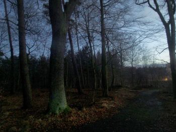 Trees in forest