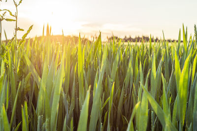 Close-up of wheat crop in field