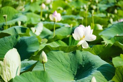 Close-up of white flowering plants