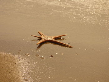 Dead starfish on shore at beach