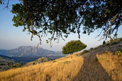 Trees on landscape against clear sky