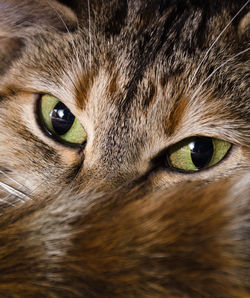 Close-up portrait of a cat