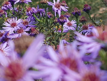 Close-up of purple flowers blooming outdoors