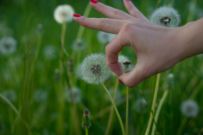 Cropped image of woman picking dandelion on field