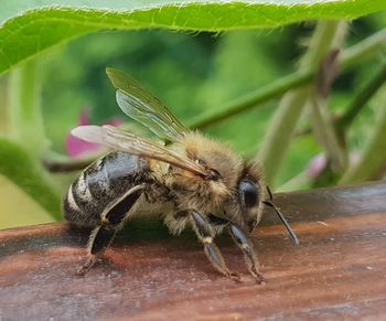 Close-up of insect on plant