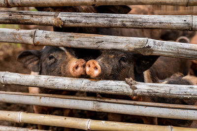 View of an animal pen