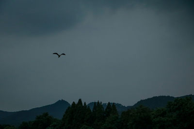 Low angle view of silhouette birds flying in sky