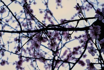 Low angle view of cherry blossoms in spring