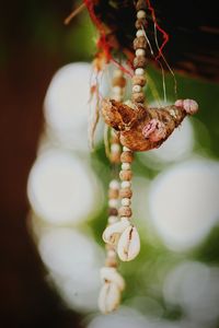 Close-up of dead plant hanging from rope