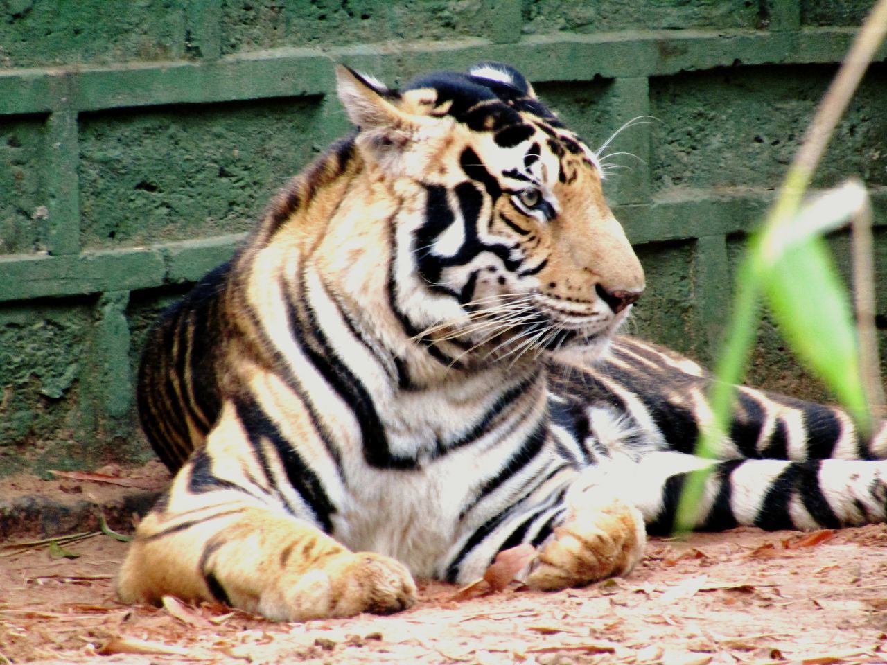 VIEW OF A TIGER