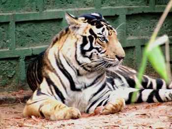 Tiger in a zoo