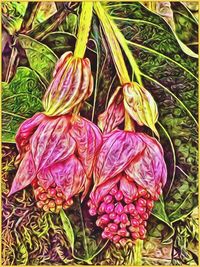 Close-up of flowers