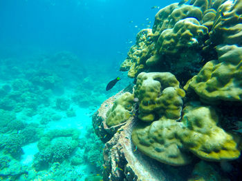 Close-up of turtle in sea