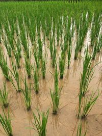 High angle view of corn field