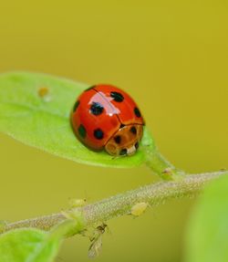 Close-up of ladybug on plant