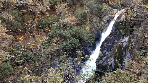 Scenic view of waterfall in forest