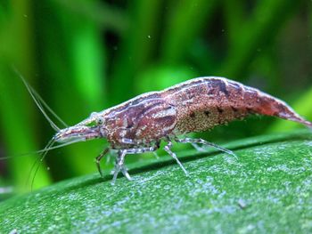 Close-up of insect on leaf