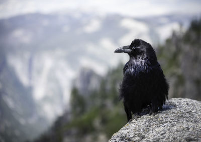 Close-up of bird perching on rock