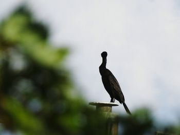 Low angle view of bird perching on tree against sky