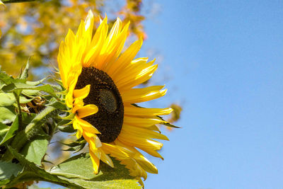 Close-up of sunflower against clear sky